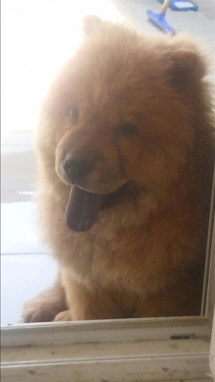Qen-chow-chow-