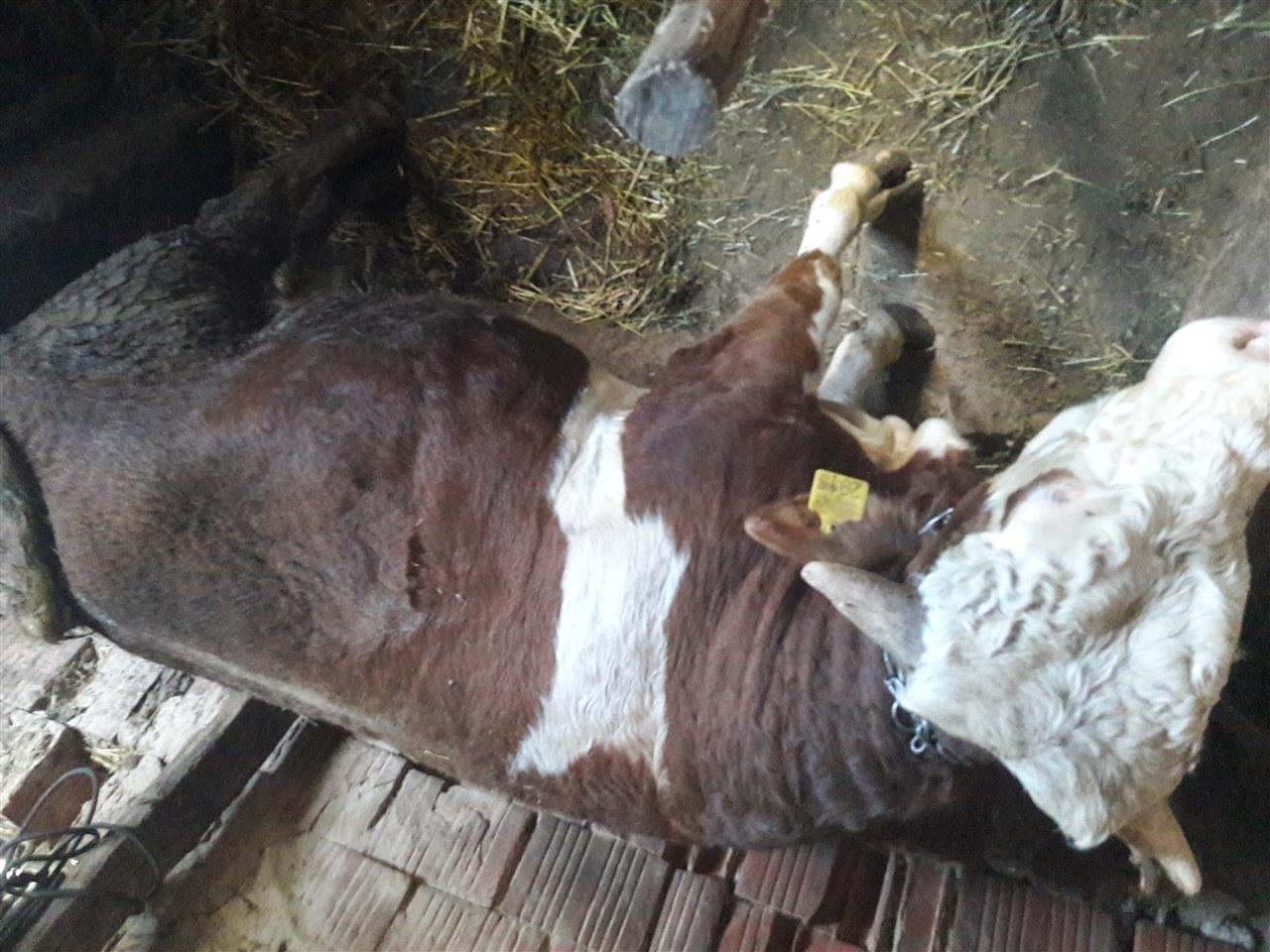 Muzat