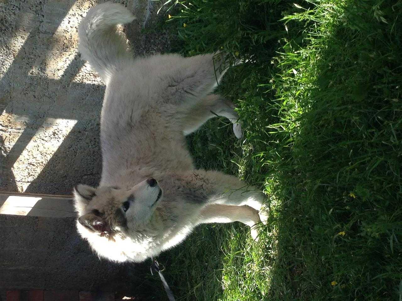 hasky