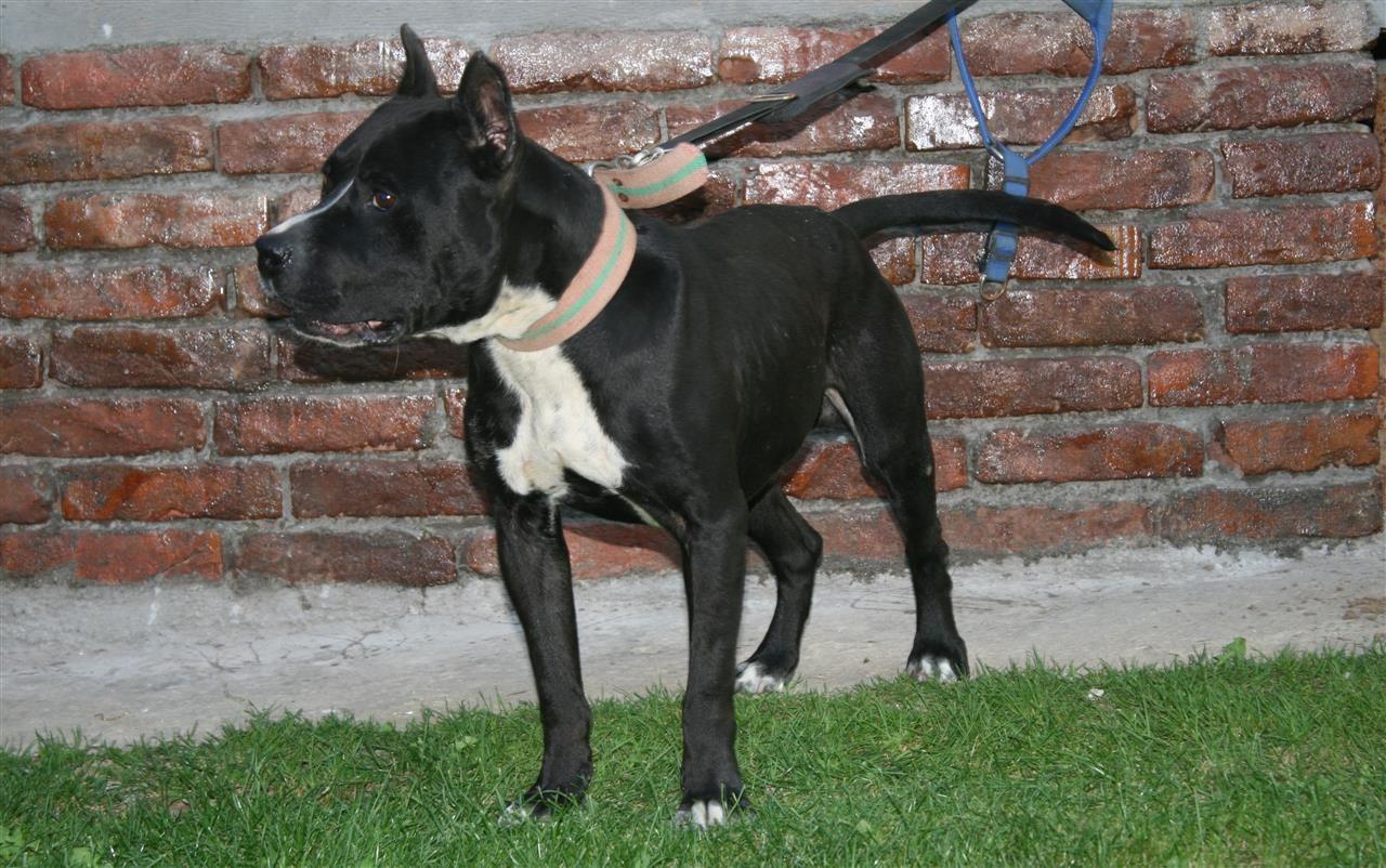 Pitbull