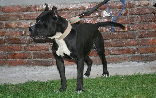Pitbull