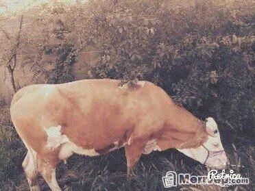 Lope-