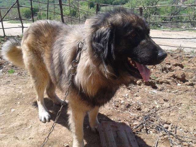 Murki