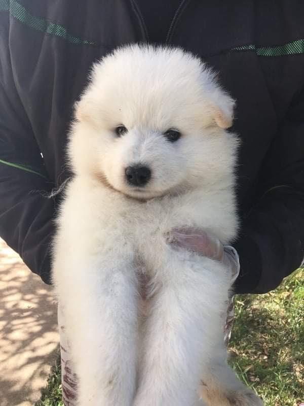 Samoyed