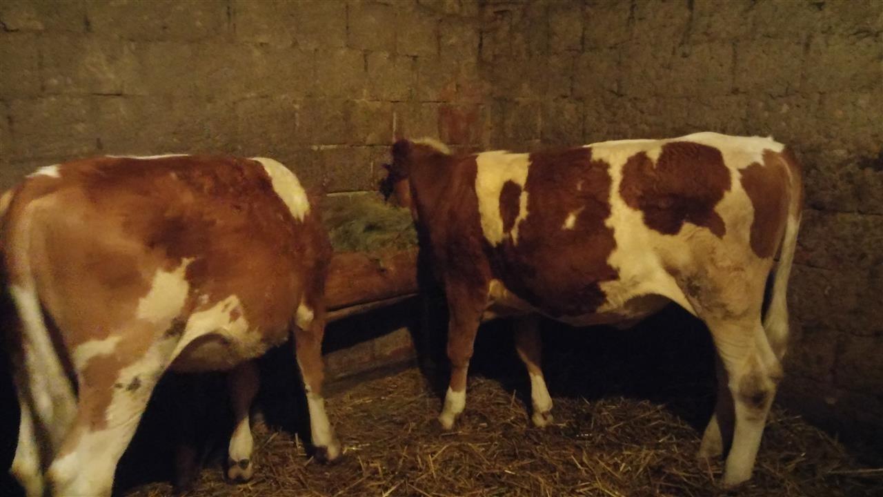 Mshtjerra