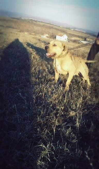 Pitbulli
