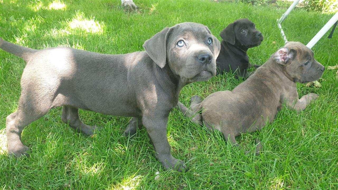 Cane-Corso-