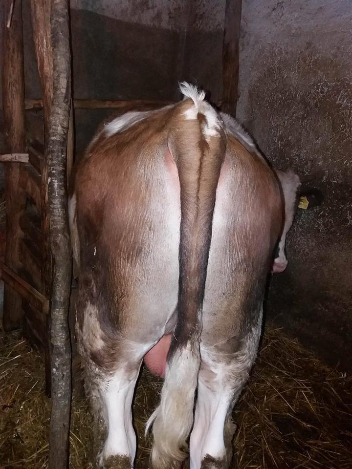 Lopa-ne-shitje-