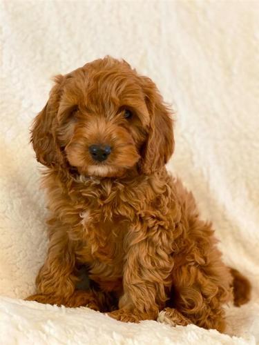 Këlyshët e shquar Cavapoo