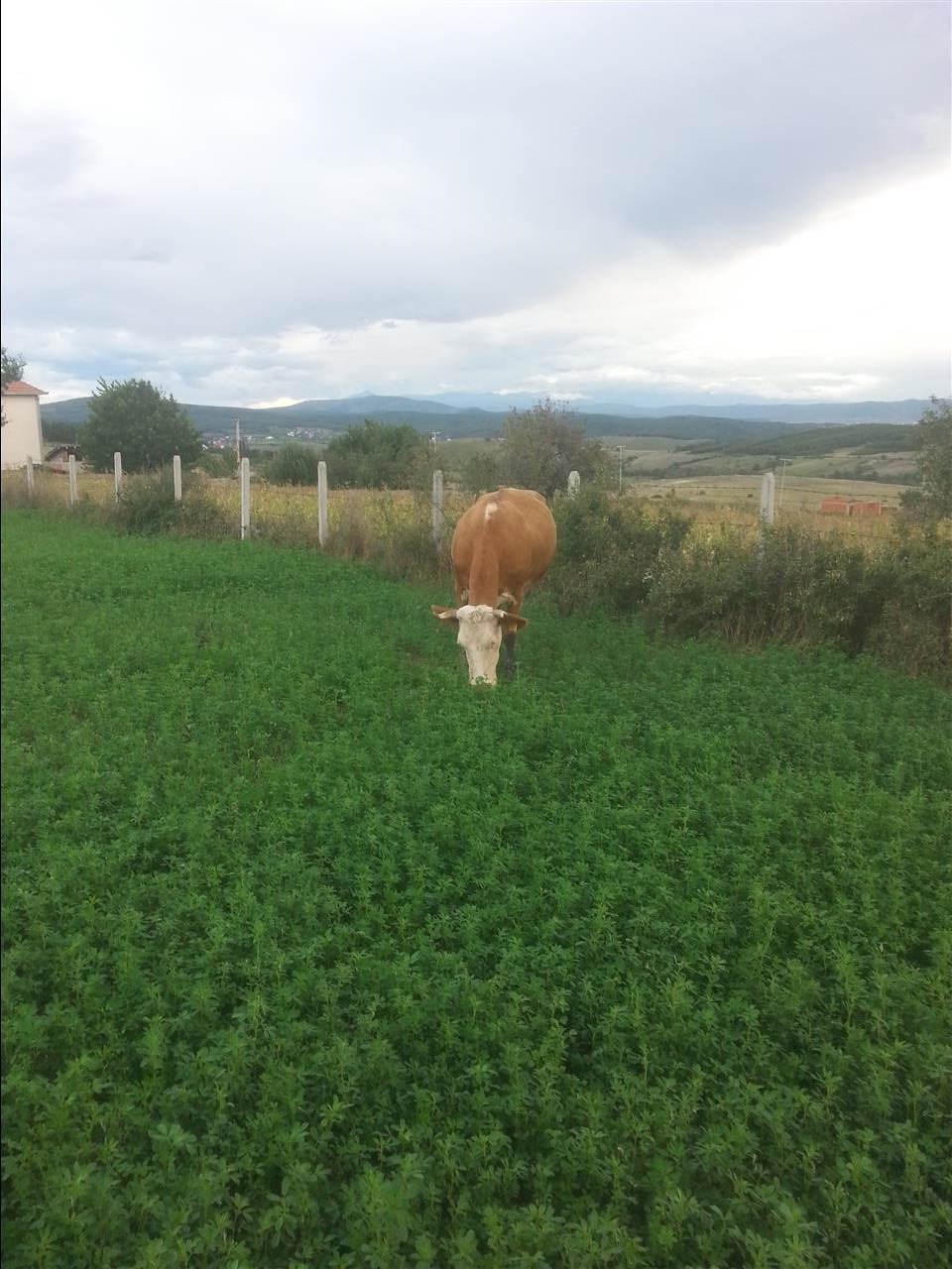 Lopë