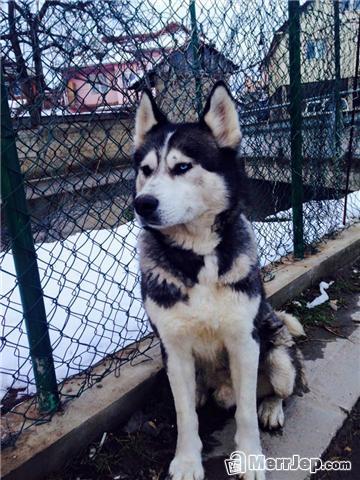 Husky