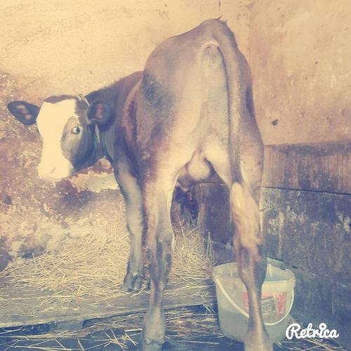 Mzet