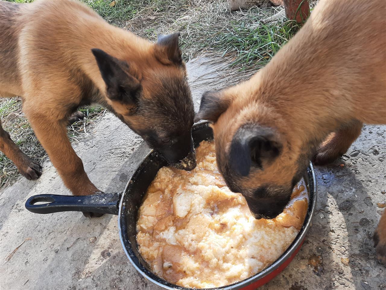 Belgian-malinois