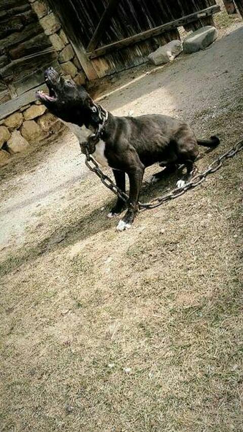Pitbull-