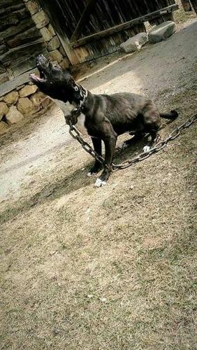 Pitbull 