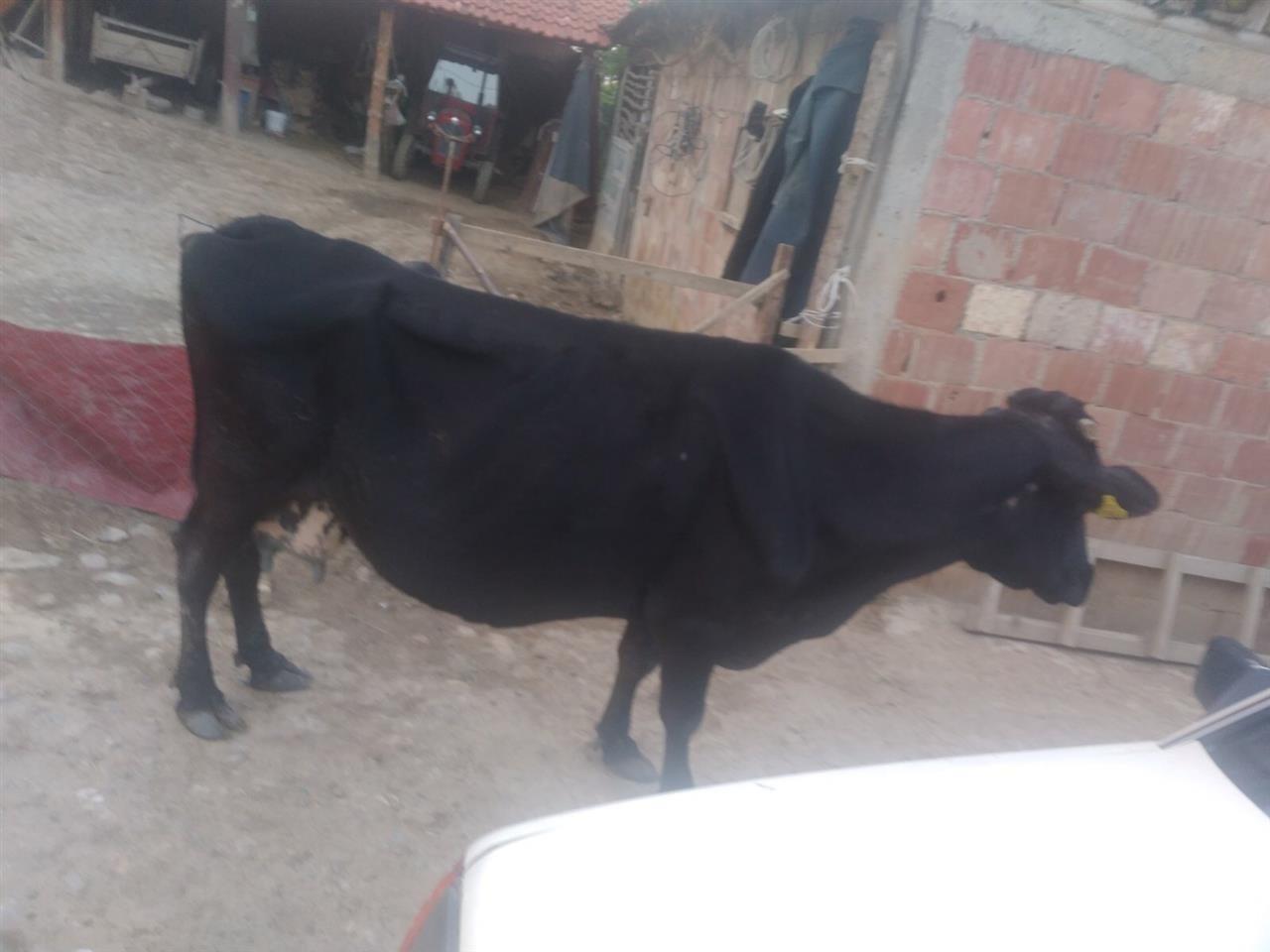 Kafsh-