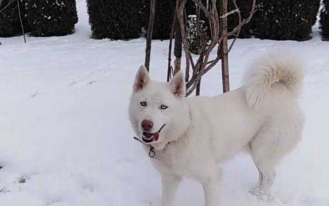 Qeni haski