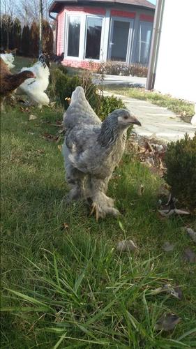 Brahma 
