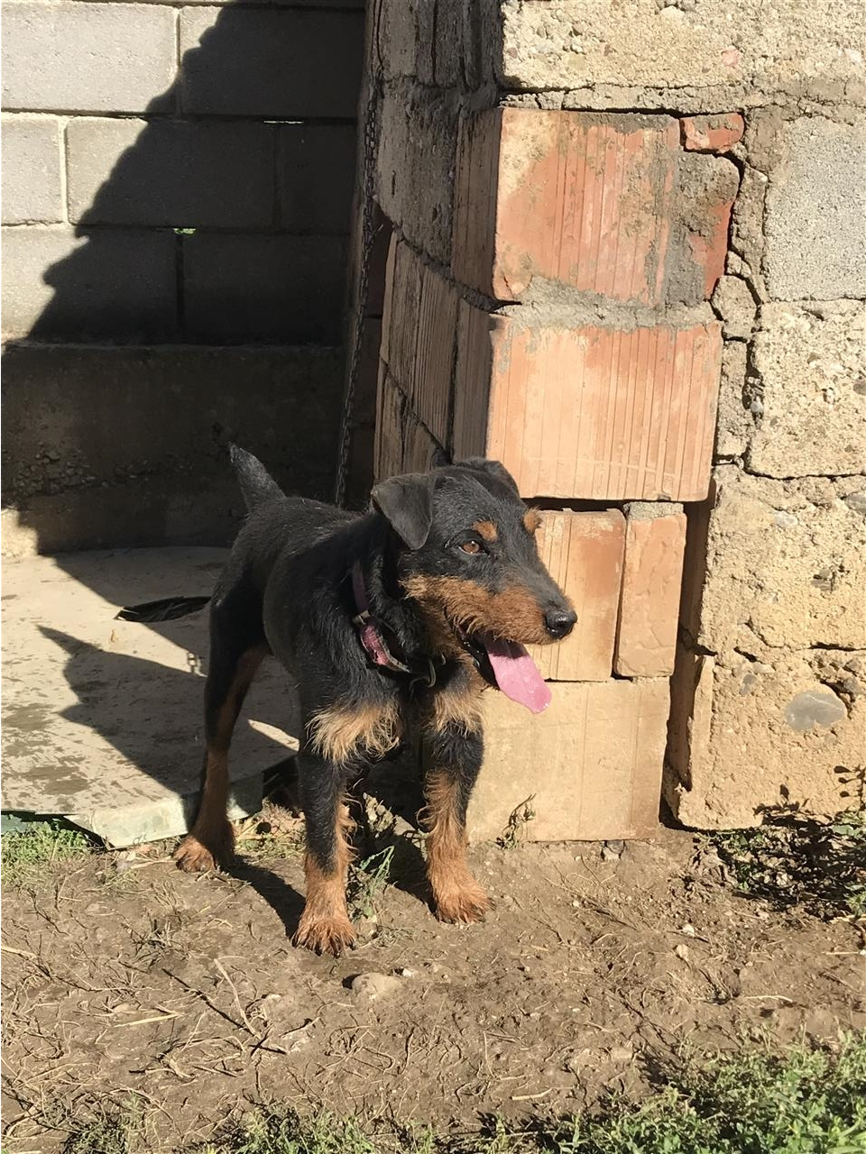 Terrier