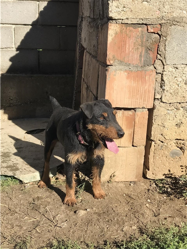 Terrier