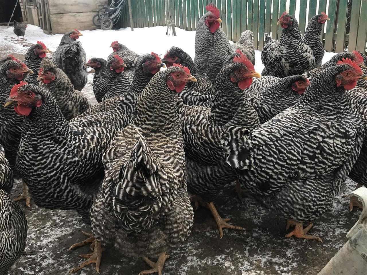 Vezë