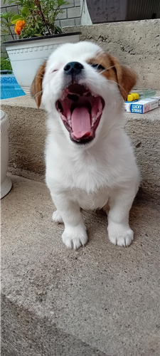 Bub