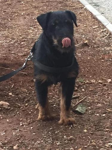 Terrier Mashkull !