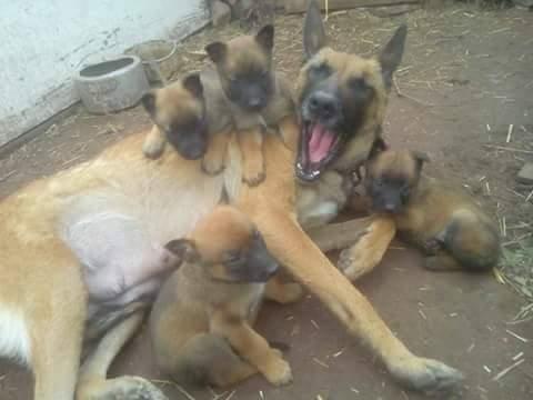 Belgian-Malinois