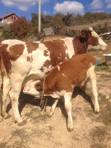 Shitet Lopa