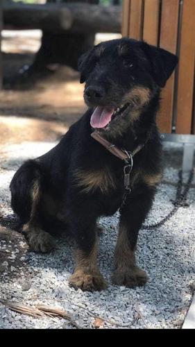 Terrier Mashkull !