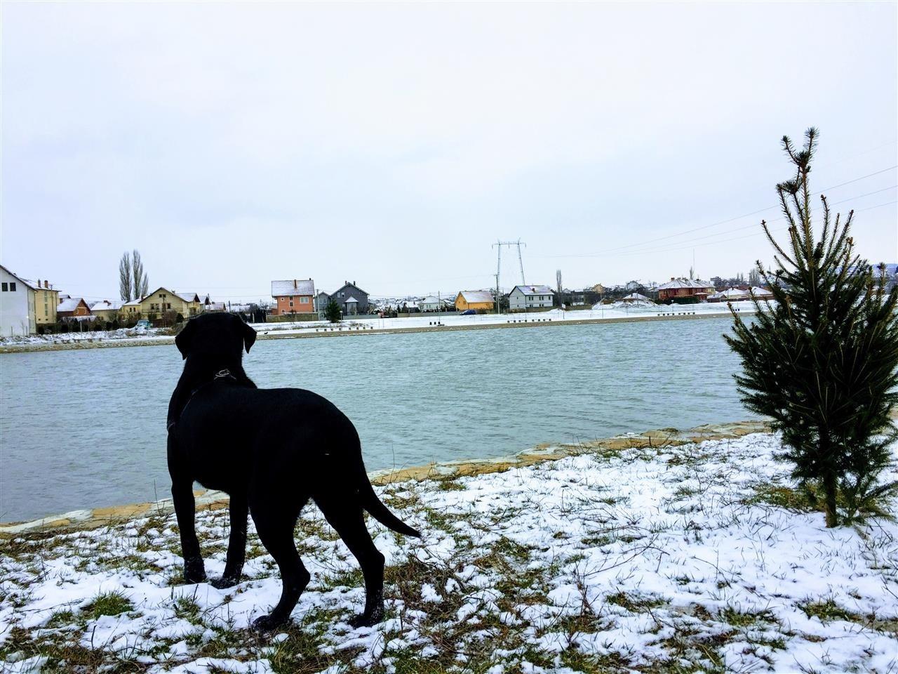 Labrador