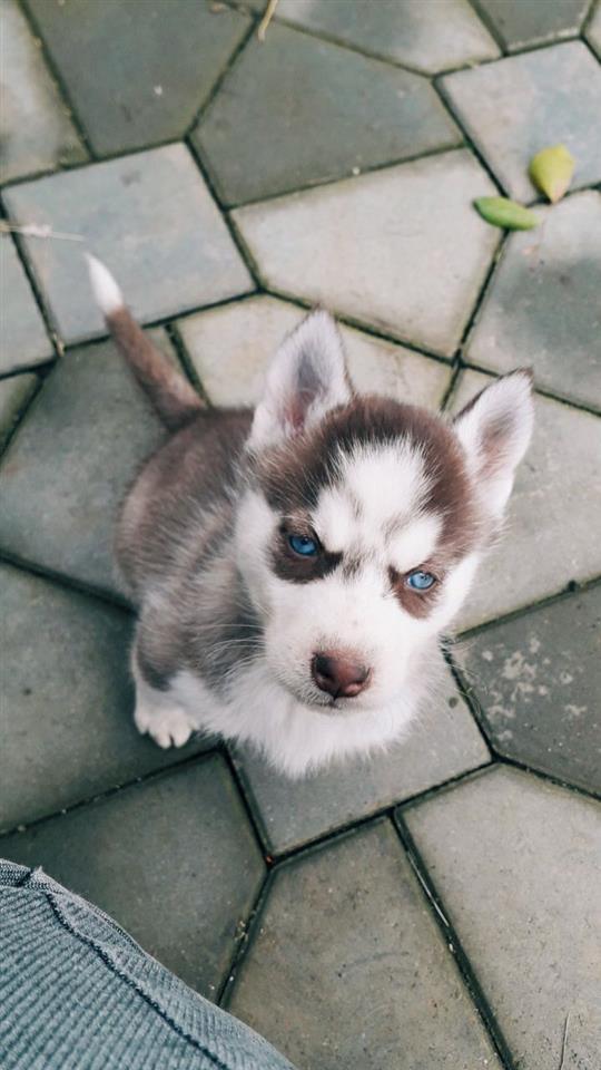 Haski