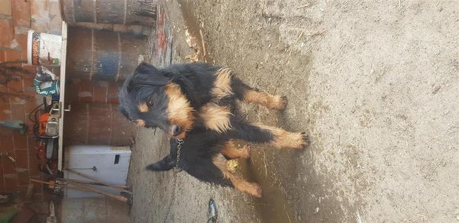 Terrier 