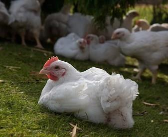 pula-tbardha-tmishit-broiler-