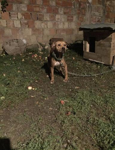 Pitbull