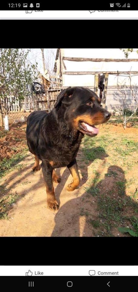 Rottweiler-