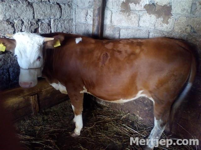 shes mshtjerren