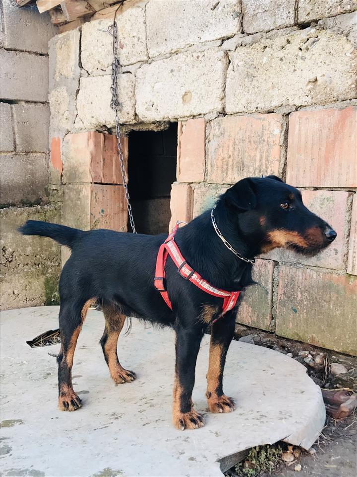 Terrier