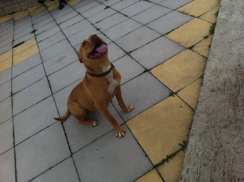 pitbull