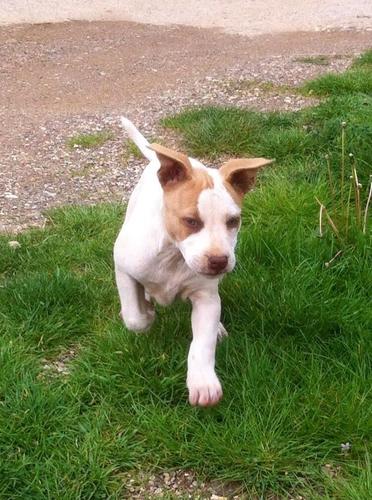 Pit bull red nose
