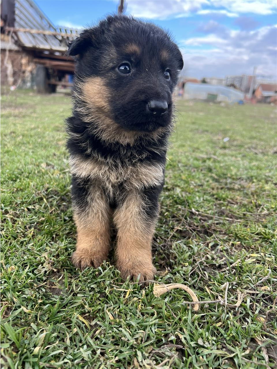German-shepherd-