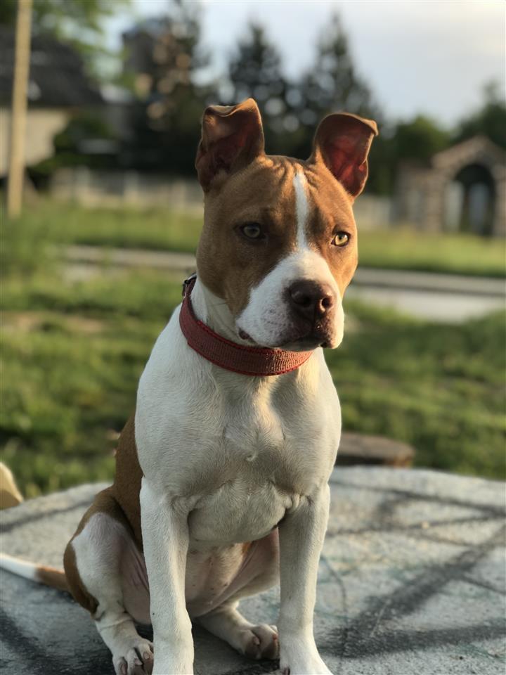 Pitbull