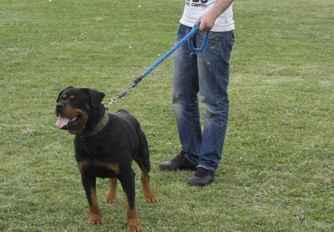 Rottweiler