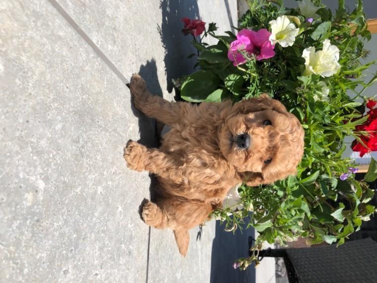Cavapoo