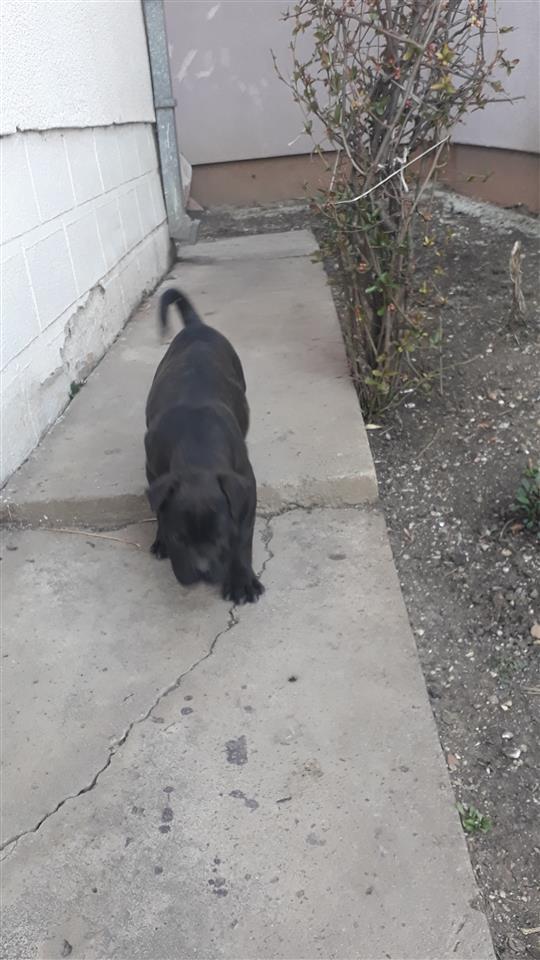 -Cane-Corso