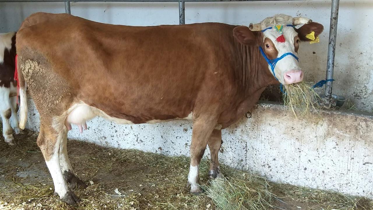 Lop-bars