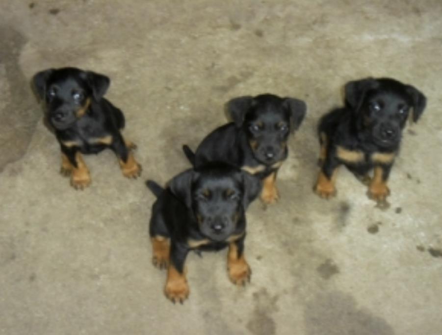Terrier-Klysha