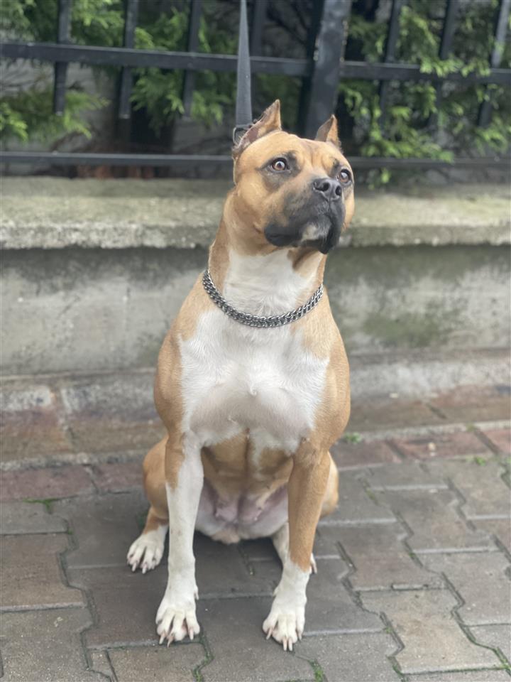 Pitbull