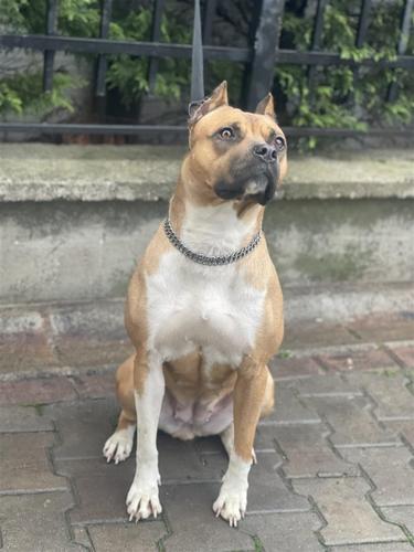 Pitbull