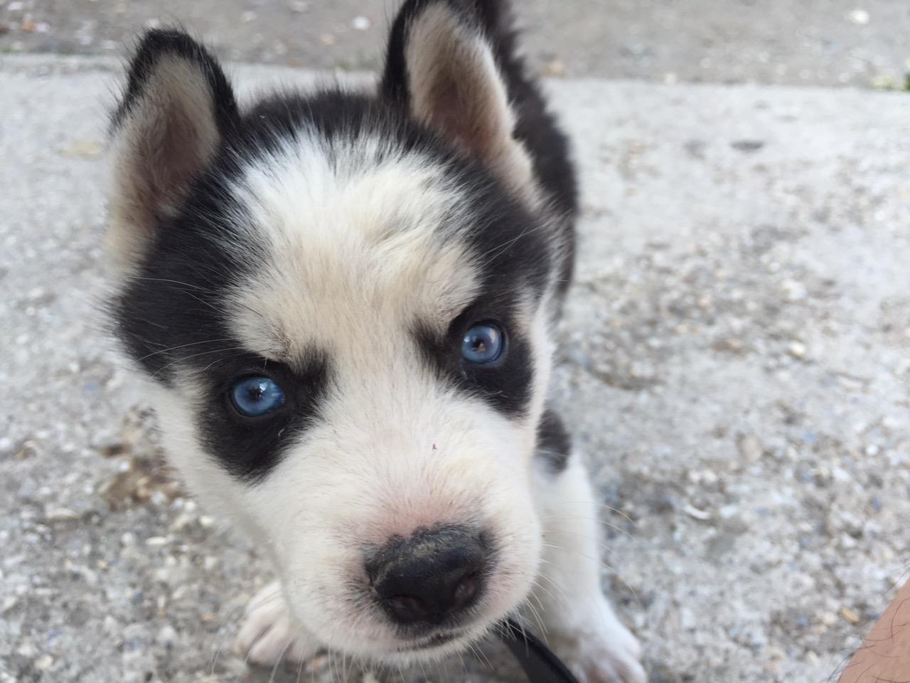 Husky
